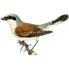 Стикер 31 Fauna