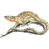 Стикер 17 Fauna