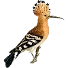 Стикер 41 Fauna