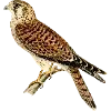 Стикер 35 Fauna