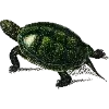 Стикер 7 Fauna