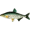 Стикер 14 Fauna