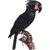 Стикер 44 Fauna