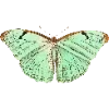 Стикер 58 Fauna