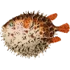 Стикер 15 Fauna