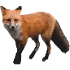 Стикер 3 Fauna