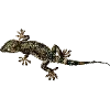 Стикер 48 Fauna