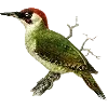 Стикер 42 Fauna