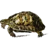 Стикер 5 Fauna