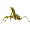 Стикер 40 Fauna