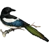 Стикер 30 Fauna