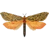 Стикер 54 Fauna