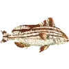 Стикер 8 Fauna