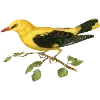 Стикер 33 Fauna