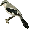 Стикер 38 Fauna