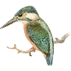 Стикер 37 Fauna