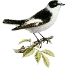 Стикер 39 Fauna