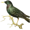 Стикер 29 Fauna