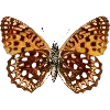 Стикер 60 Fauna