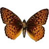 Стикер 59 Fauna