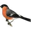 Стикер 32 Fauna