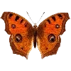 Стикер 53 Fauna