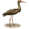 Стикер 51 Fauna