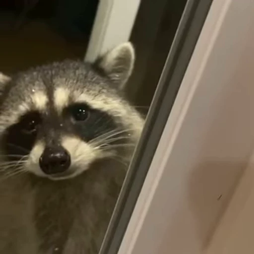 🦝 Стикер «Random» для Telegram