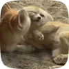 Стикер 18 Fennec