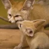 Стикер 56 Fennec