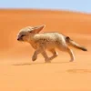 Стикер 57 Fennec