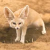 Стикер 19 Fennec