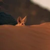 Стикер 5 Fennec