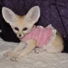 Стикер 55 Fennec