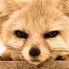 Стикер 49 Fennec