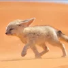 Стикер 20 Fennec