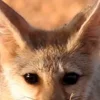 Стикер 24 Fennec