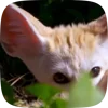Стикер 11 Fennec