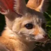 Стикер 23 Fennec