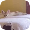 Стикер 41 Fennec