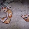 Стикер 25 Fennec