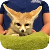 Стикер 46 Fennec