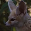 Стикер 7 Fennec