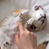 Стикер 33 Fennec
