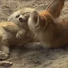 Стикер 13 Fennec