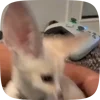 Стикер 47 Fennec