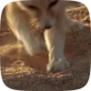 Стикер 14 Fennec
