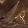 Стикер 17 Fennec