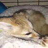 Стикер 40 Fennec