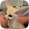 Стикер 42 Fennec